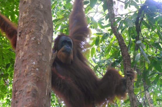 Un orang-outan de Sumatra suspendu dans un arbre