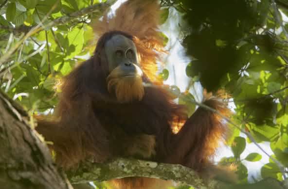 Orang-outan de Tapanuli (Pongo Tapanuliensis)