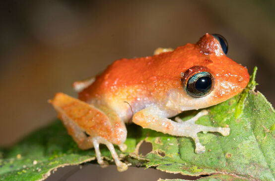 Grenouille assise sur une feuille