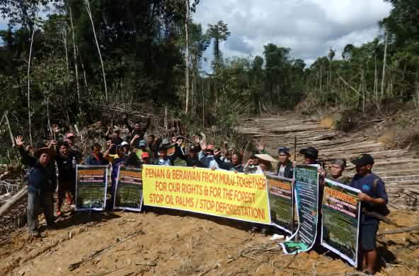 Des indigènes Penan et Berawan manifestent contre le déboisement de la forêt de Mulu dans l’état du Sarawak en Malaisie