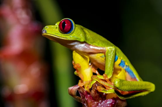Une rainette aux yeux rouges (Agalychnis callidryas) assise sur une fleur