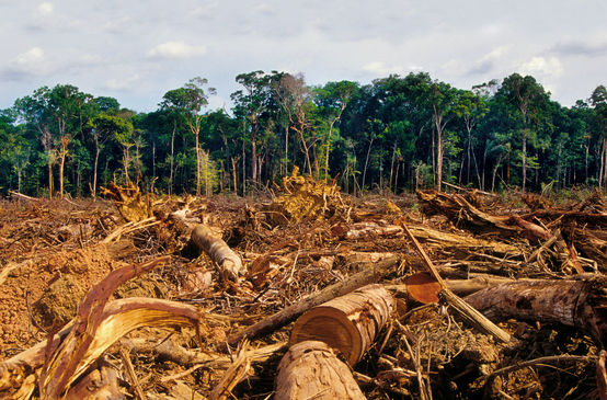 Forêt tropicale défrichée au premier plan et préservée à l’arrière-plan