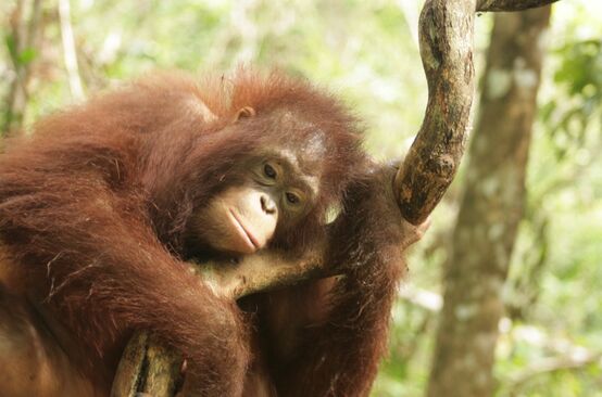 Orang-outan dans le Kalimantan central (Bornéo)