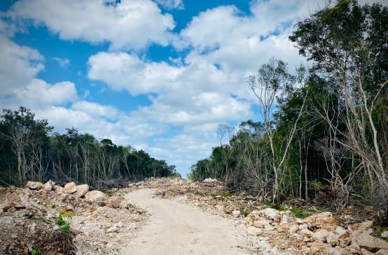 Chantier du "Train Maya" avec un couloir perforant la forêt tropicale