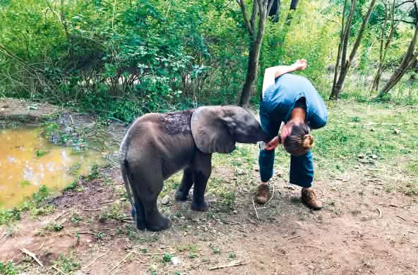 L’éléphantelle Savannah