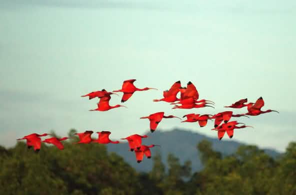 Un groupe d’ibis rouges en vol