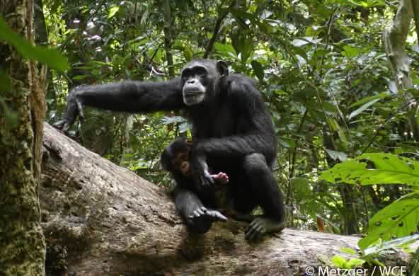 Chimpanzés au parc national de Sapo