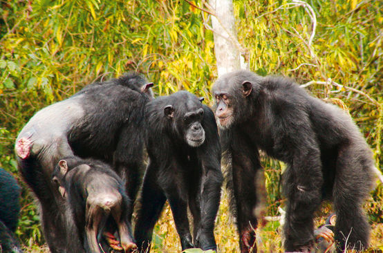 Chimpanzés