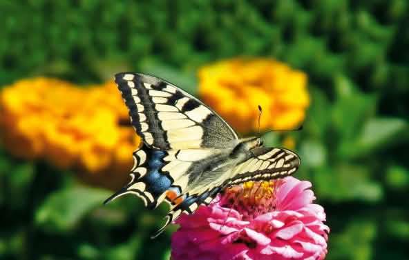 Un papillon Machaon (ou Grand porte-queue) en train de survoler un champ de fleurs jaunes et roses