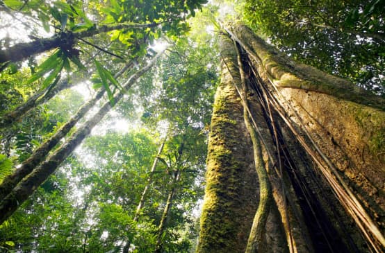 Vue en contrebas d’arbres géants dans la forêt amazonienne