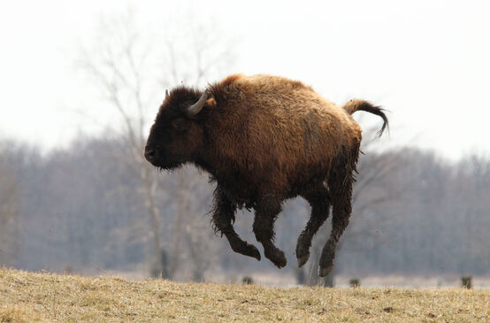 Un jeune bison saute en l’air