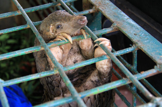Pangolin en cage au Centre de conservation des ressources naturelles de Riau en Indonésie