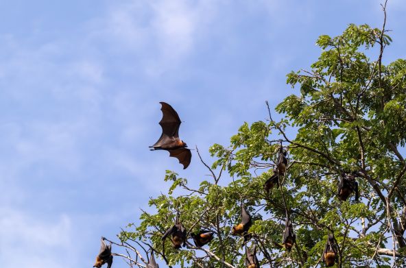 Roussette volant dans la forêt