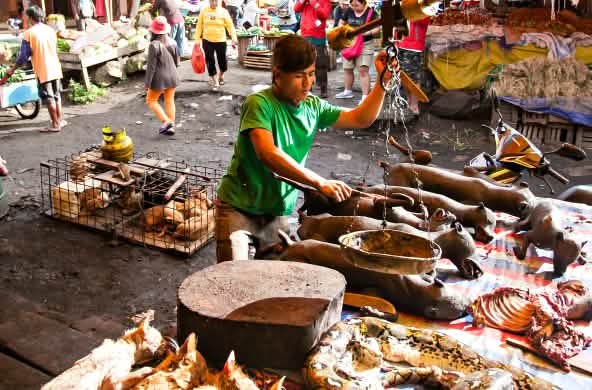 Marché d’animaux sauvages