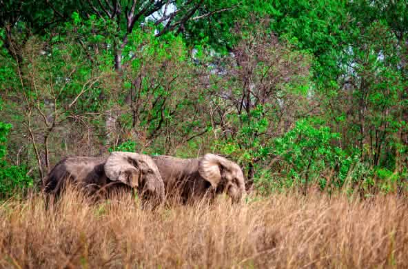Eléphants de savane d’Afrique (Loxodonta africana) dans le parc national de Mole (Ghana)