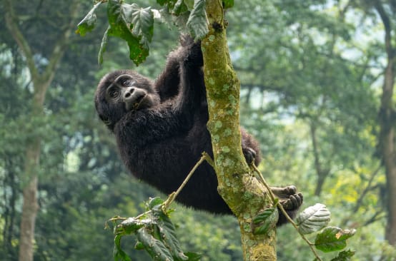 Gorille des montagnes en République démocratique du Congo