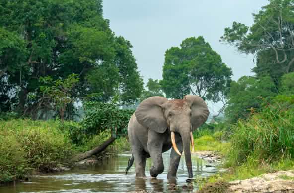 Éléphant de forêt en Afrique