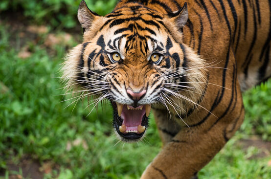 Tigre de Sumatra menaçant
