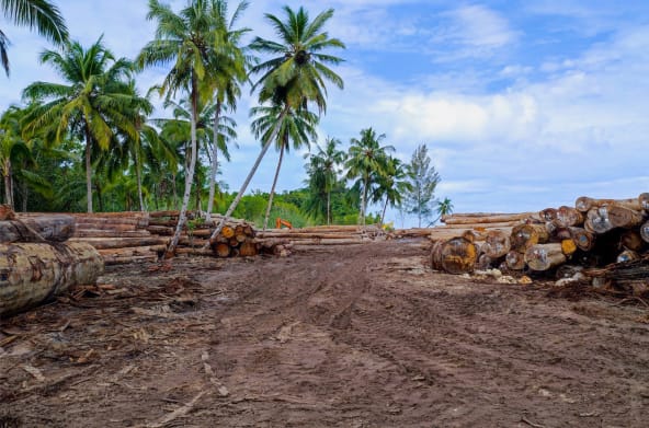 Piles de troncs d’arbres à proximité de palmiers dans une zone défrichée