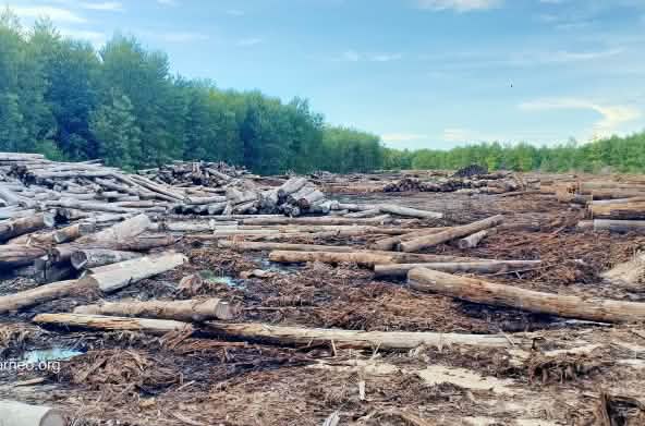 Troncs d’arbres après une coupe à blanc