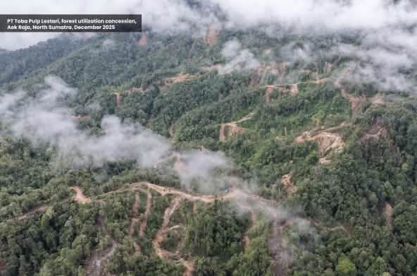 Photo prise par drone montrant l’exploitation forestière dans une forêt de montagne