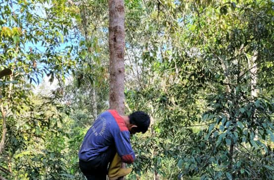 Arbre à benjoin (Styrax benzoin) cultivé dans le nord de Sumatra