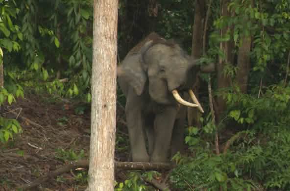 Éléphant de forêt à Sumatra