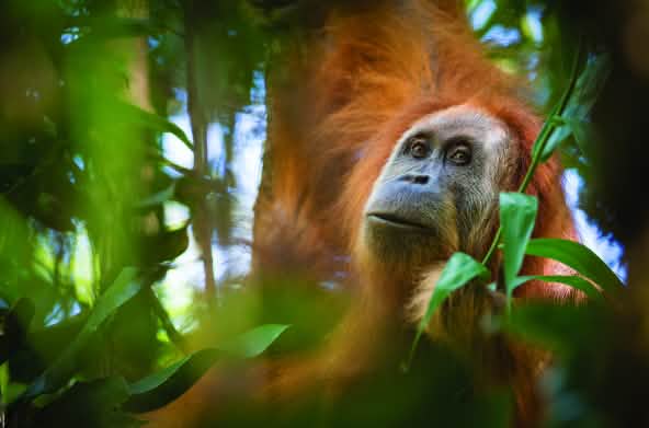 Orang-outan de Tapanuli (Pongo Tapanuliensis)