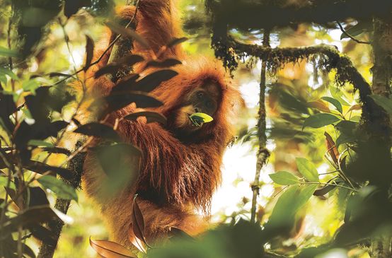 Orang-outan de Tapanuli (Pongo Tapanuliensis)