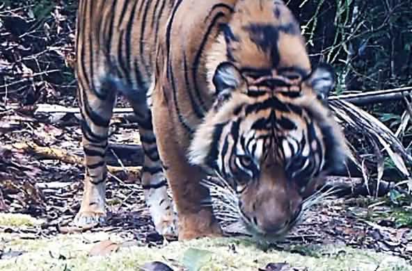 Tigre de Sumatra capturé par un piège photographique