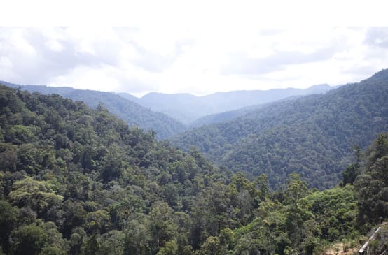 Vue sur la forêt tropicale de l’écosystème de Leuser