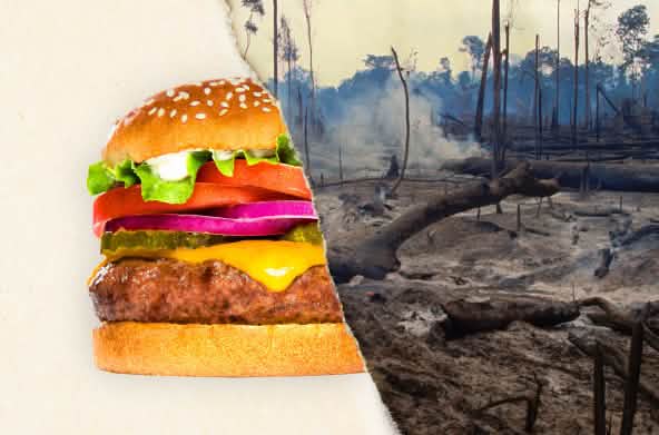 Photo divisée en deux : la première moitié représente un burger et la seconde une forêt tropicale défrichée