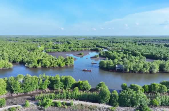 Forêt de mangroves vue du ciel