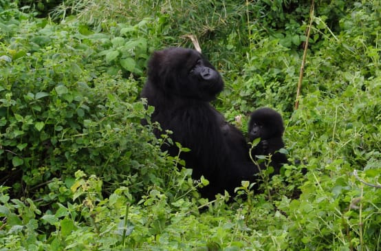 Gorille avec son bébé dans le Parc national des Virunga
