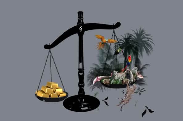 Une balance avec de l’or et la forêt tropicale