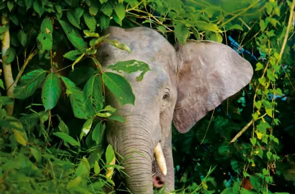 Les éléphants pygmées de Bornéo ont besoin d’une forêt tropicale protégée