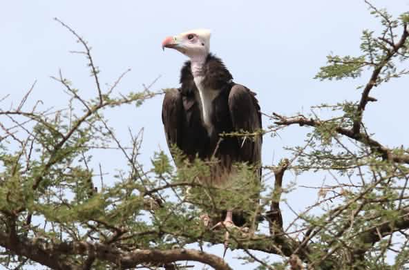 Vautour en Afrique