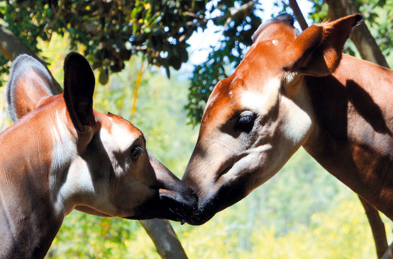 Deux okapis tête contre tête
