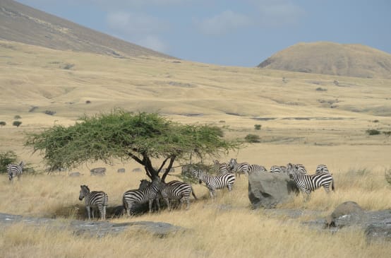 Troupeau de zèbres sous un arbre au milieu de la savane
