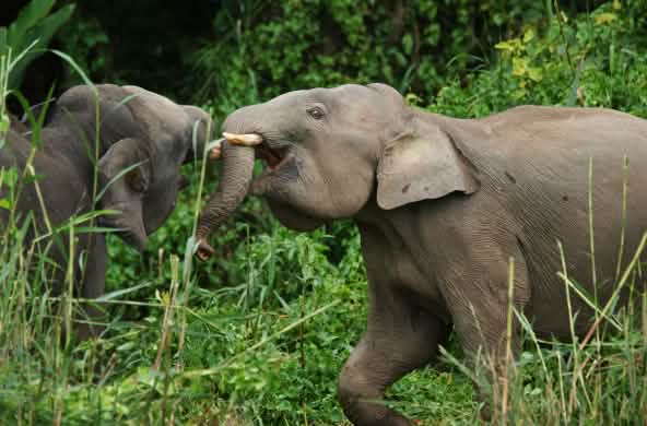 Eléphants nains à Sabah