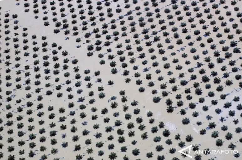 Vue aérienne d’une plantation de palmiers à huile inondée à Sumatra