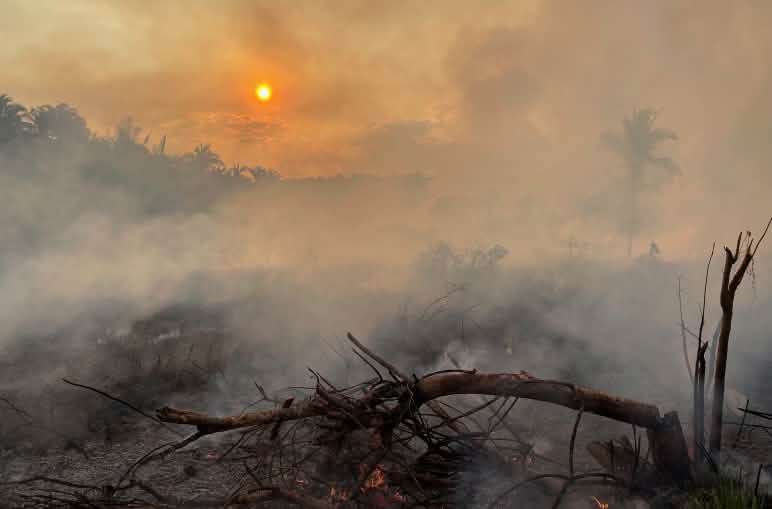 Un arbre abattu et calciné dans une zone de la forêt tropicale enveloppée de fumée