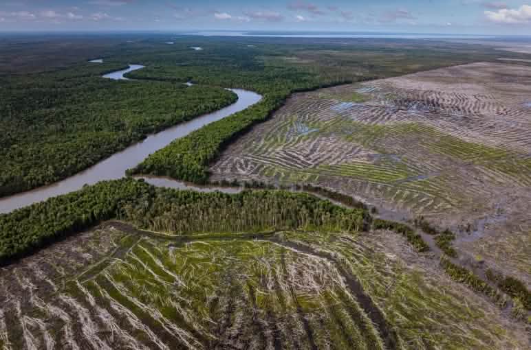 Une vaste zone déboisée vue du ciel