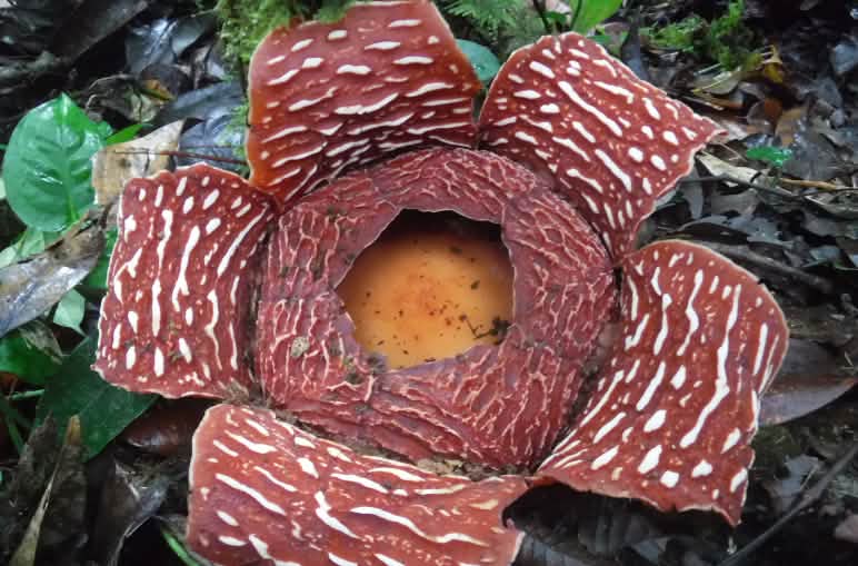 Rafflésie d’Arnold (Rafflesia arnoldii)