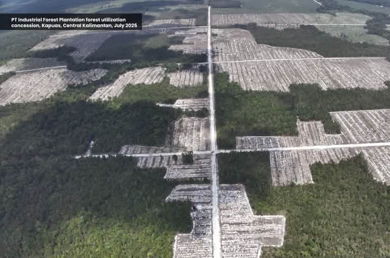Photo aérienne montrant une coupe à blanc