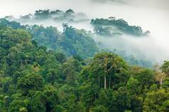Forêt tropicale luxuriante baignée de brume matinal