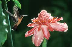 Un colibri vole sur place à proximité d’une fleur rose