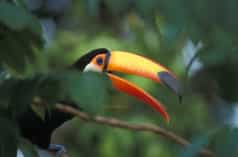 Un toucan géant assis sur une branche dans la forêt tropicale