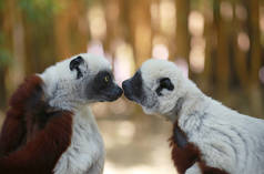 Deux Sifaka (Propithecus coquereli) à Madagascar