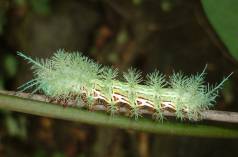 Une chenille comme exemple de la biodiversité